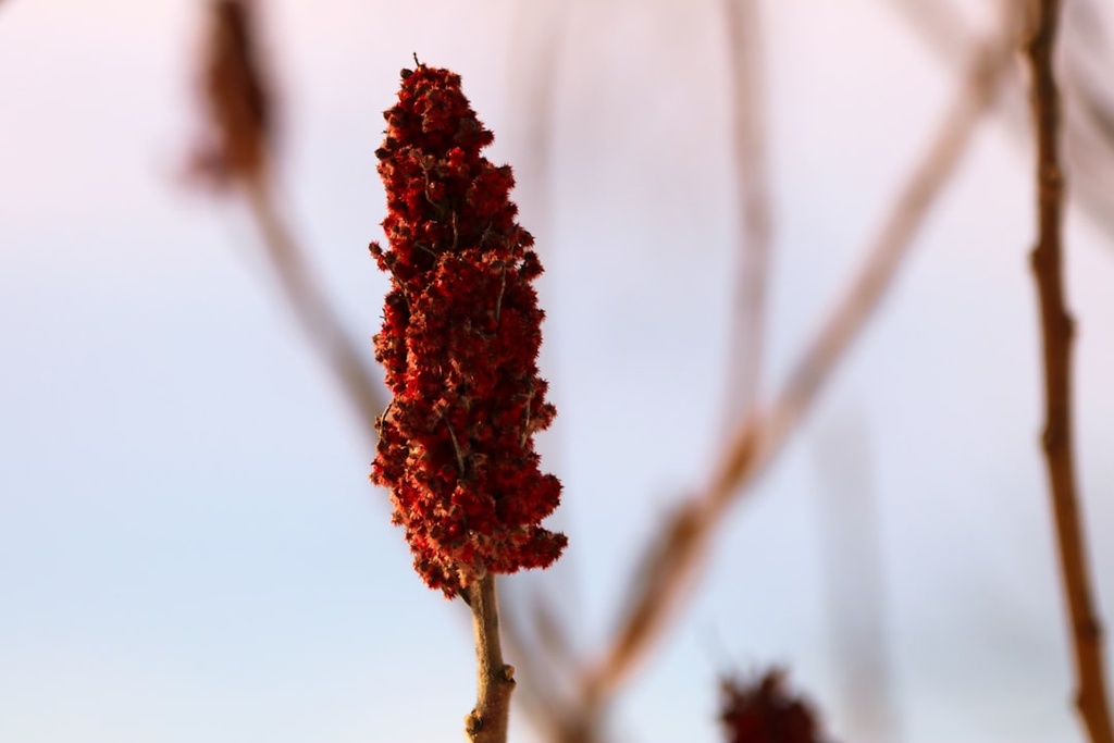 Sumac (Bulk)