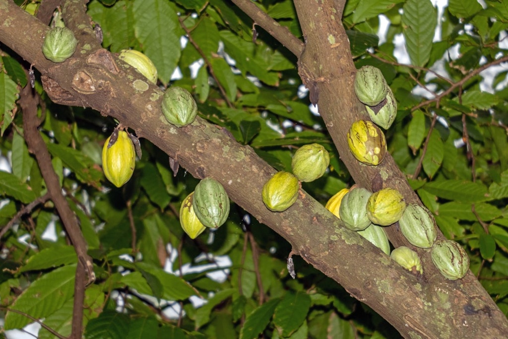 PAKISTANI DRY FIG KG