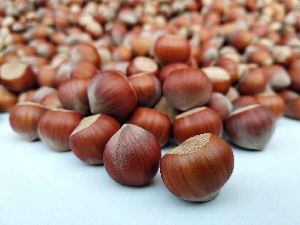 HAZEL NUTS
