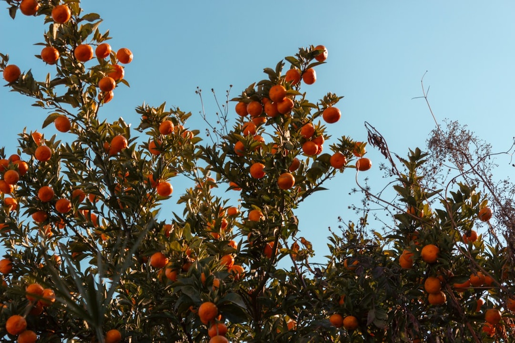 [TDA32] مشمش تركي جاف كيلو