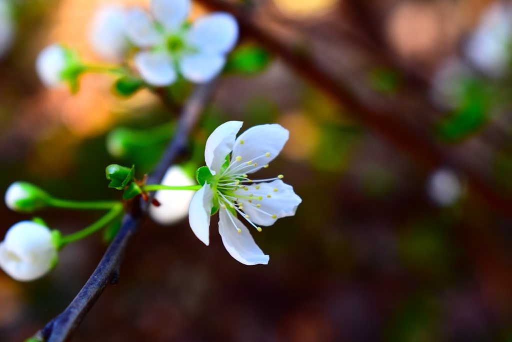 [PDA48] PAKISTANI DRIED APRICOT KG