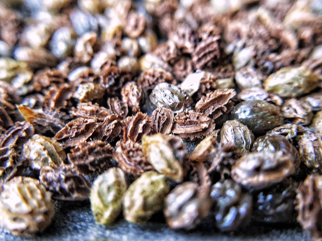 INDIAN SESAME SEEDS KG