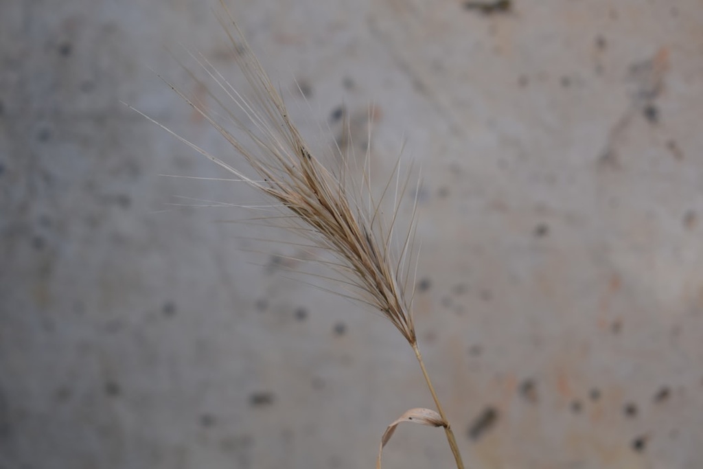 [IFS51] INDIAN FLAX SEED KG