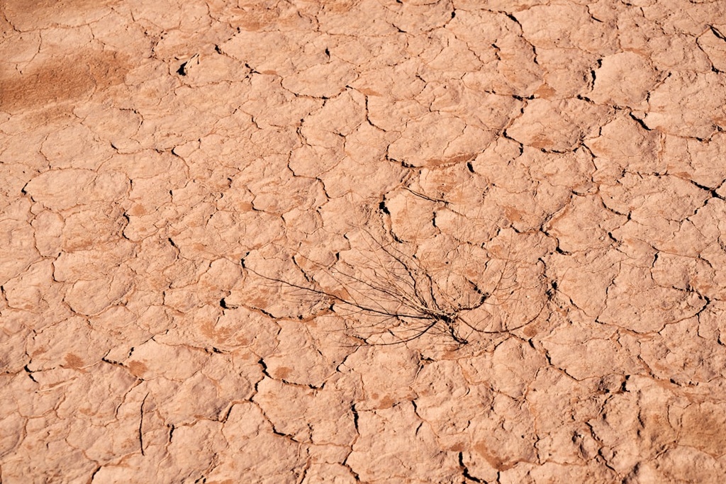 الشبت الجاف (السائبة)